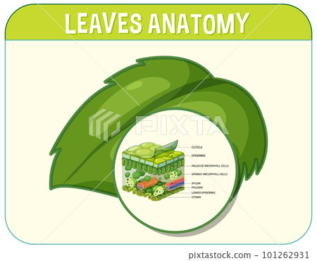 Internal structure of leaf diagram 101262931