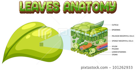 Internal structure of leaf diagram Internal structure of leaf diagram 101262933