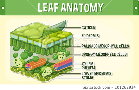 Internal structure of leaf diagram - Stock Illustration [101262934] - PIXTA