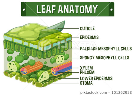 Internal structure of leaf diagram 101262938
