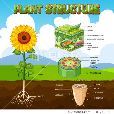 Internal structure of plant diagram 101262940