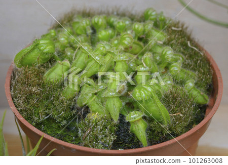 Tropical pitcher plant Cephalotus follicularis growing in a pot Tropical pitcher plant Cephalotus follicularis growing in a pot 101263008