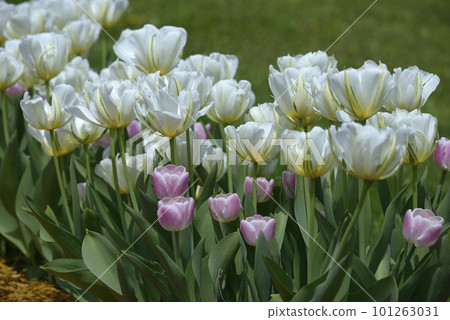 Bright white tulips growing on the lawn in the city park 101263031