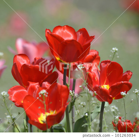 Bright red tulips growing on the lawn in the city park Bright red tulips growing on the lawn in the city park 101263034
