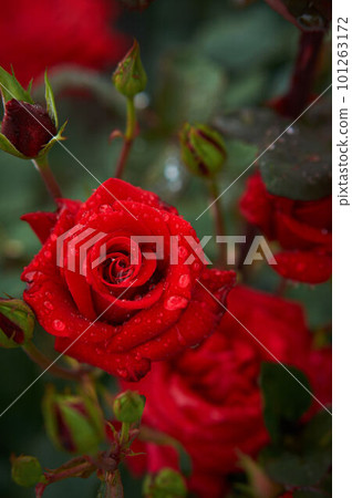 A bright red rose after the rain 101263172