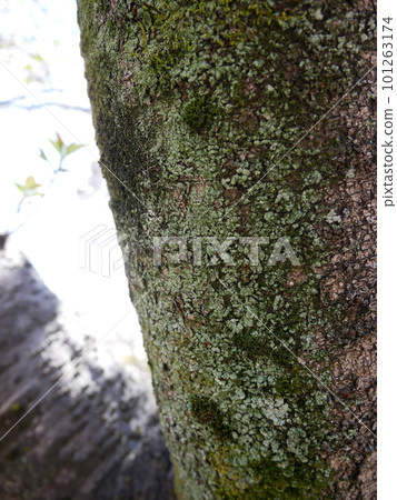 Moss growing in trees 101263174