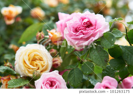 beautiful roses after the rain 101263175