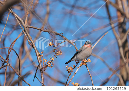棲息在樹枝上的紅腹灰雀 101263529