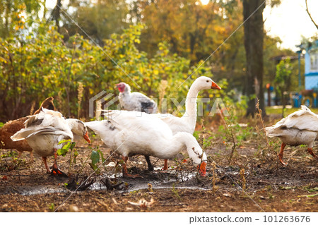 Goose drinks water. Geese. Flock of domestic geese on a green meadow. Summer green rural farm landscape. Goose in the grass, domestic bird. Out of focus 101263676