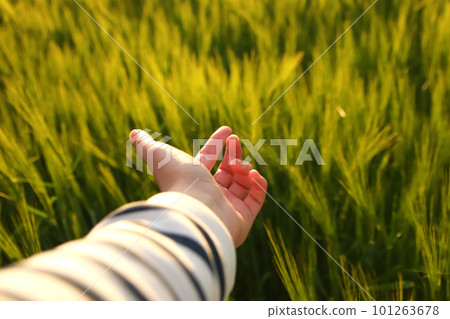 Female hand against grass. Girl runs her hand over the tall grass and touches. Walking in the fields in the sunset light. Work and life balance concept. Out of focus 101263678