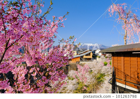 五顏六色的櫻花和穗高山 101263798