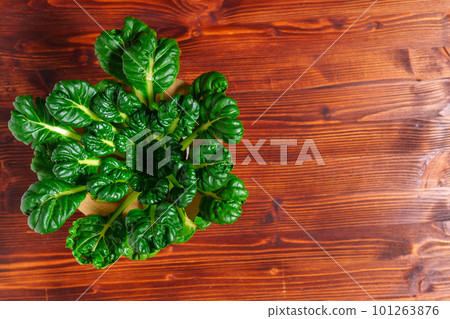 Tatsoi is an Asian variety of Brassica rapa grown for vegetables. Brassica rapa subsp. narinosa. Copy space 101263876