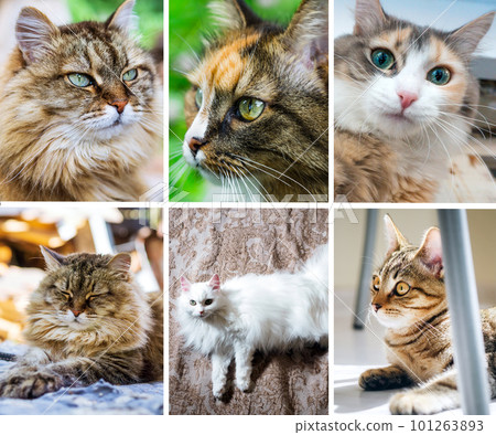 Collage of cats depicted on the banner. Pets, different emotions Collage of cats depicted on the banner. Pets, different emotions 101263893