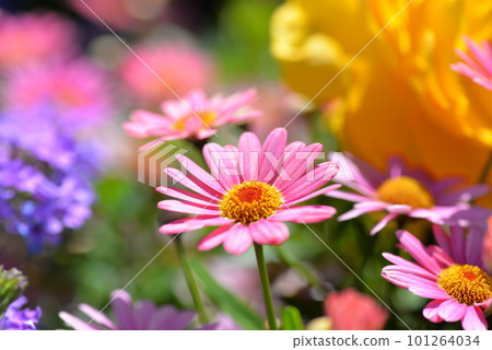 Colorful flower garden Colorful flower garden 101264034