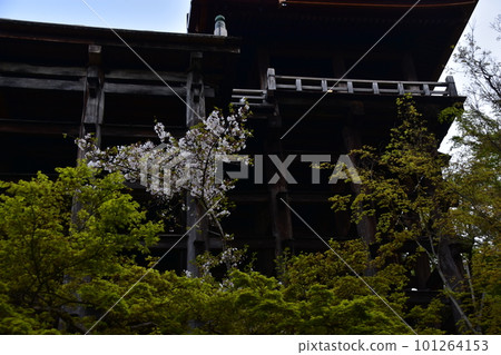 日本京都春天的清水寺主殿稱為清水舞台和美麗的櫻花格子柱稱為 Kakezukuri 101264153