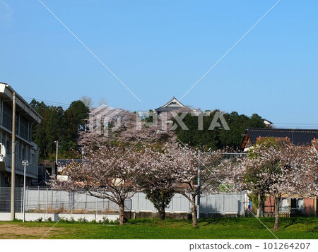 Cherry blossoms in Kanda Park and cherry blossoms in Kohoji (spring park and cherry-colored hill) Cherry blossoms in Kanda Park and cherry blossoms in Kohoji (spring park and cherry-colored hill) 101264207