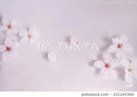 水面上的櫻花 水面上的櫻花 101264369