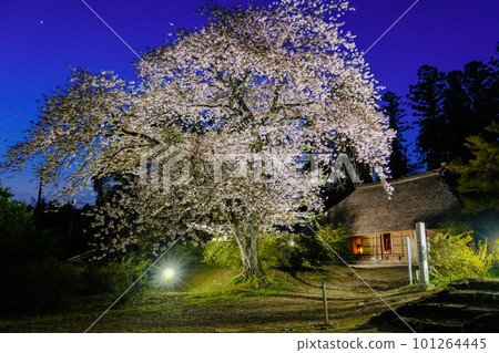 Cherry blossoms at night and an old folk house 101264445