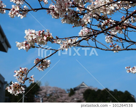Somei Yoshino branches with flowers against the blue sky (cherry blossoms in full bloom bathed in the spring sunshine) Somei Yoshino branches with flowers against the blue sky (cherry blossoms in full bloom bathed in the spring sunshine) 101264538