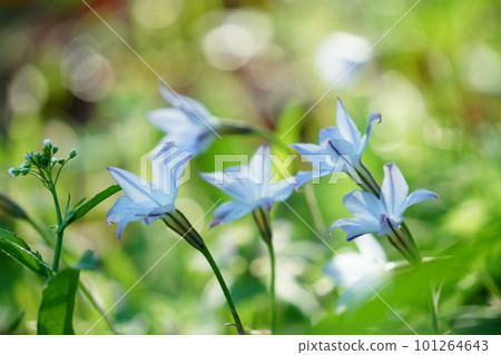 藍色的花 藍色的花 101264643