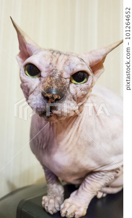 Sphinx cat without fur close-up. A bald cat Sphinx cat without fur close-up. A bald cat 101264652