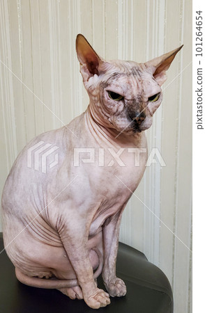 A bald cat. A cat of the Sphinx breed. A naked cat. A kitten without fur 101264654