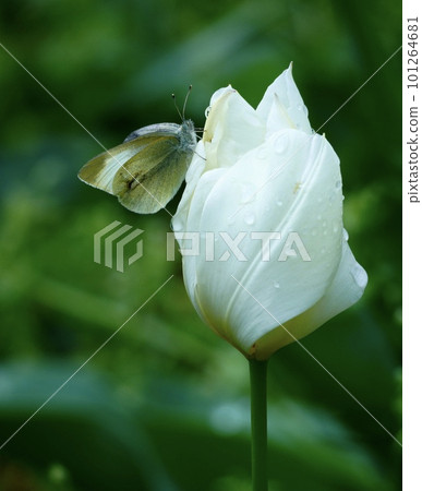 蝴蝶棲息在一朵白色鬱金香花上 101264681