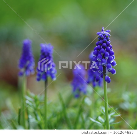 穆斯卡里鮮花盛開在春天領域 101264683