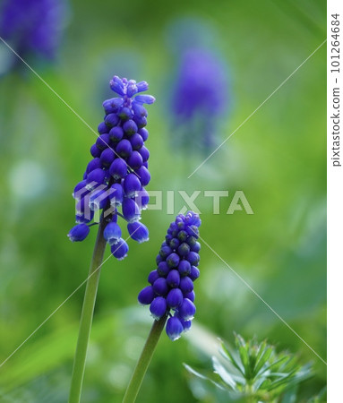 穆斯卡里鮮花盛開在春天領域 101264684