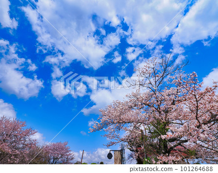 4月小湊鐵道沿線春天盛開 101264688