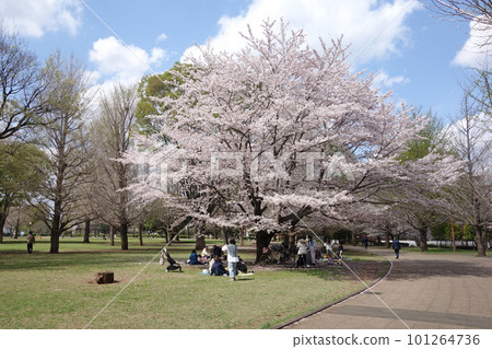 Cherry blossoms at Metropolitan Musashi Kokubunji Park (Izumi area) Cherry blossoms at Metropolitan Musashi Kokubunji Park (Izumi area) 101264736