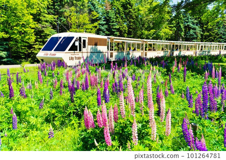 穿過百合原公園的百合列車（北海道札幌市北區） 101264781