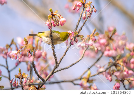 White-eye flying around beautiful Kawazu cherry blossoms in early spring and sucking nectar 101264803