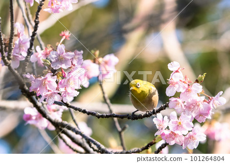 White-eye flying around beautiful Kawazu cherry blossoms in early spring and sucking nectar 101264804