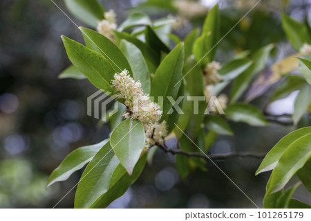 white blossom of Prunus laurocerasus Laurocerasus caroliniana Mill. M.Roem white blossom of Prunus laurocerasus Laurocerasus caroliniana Mill. M.Roem 101265179