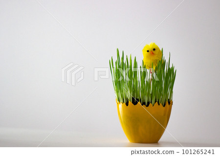 Green plant planted in an egg-shaped pot and Yellow easter chick in a flower pot Green plant planted in an egg-shaped pot and Yellow easter chick in a flower pot 101265241