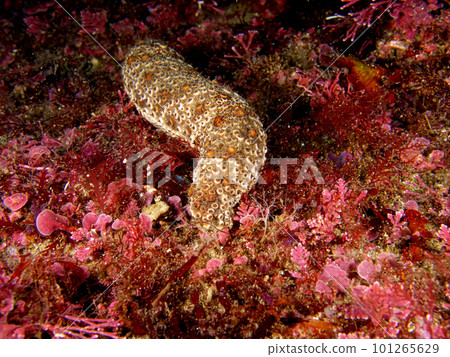 undersea sea cucumber 101265629