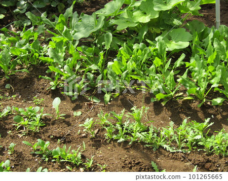 Horenso and hollyhocks in the kitchen garden Horenso and hollyhocks in the kitchen garden 101265665