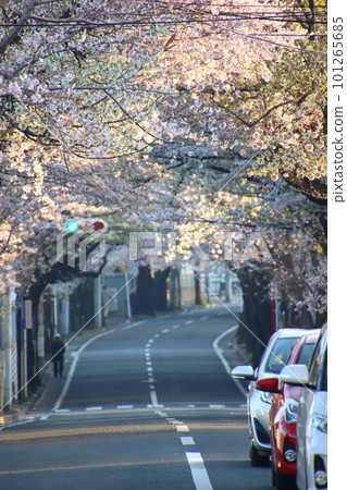 一輛汽車穿過盛開的櫻花隧道【千葉縣松戶市櫻花通】 一輛汽車穿過盛開的櫻花隧道【千葉縣松戶市櫻花通】 101265685