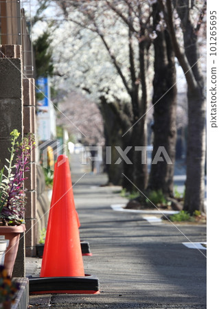 道路上的紅色球果和櫻花【千葉縣松戶市櫻通】 道路上的紅色球果和櫻花【千葉縣松戶市櫻通】 101265695
