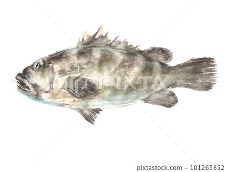 Illustration of longtooth grouper drawn by watercolor Illustration of longtooth grouper drawn by watercolor 101265852