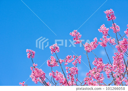 Kanahazakura盛開 Kanahazakura盛開 101266058