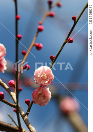藍天上綻放著漂亮的粉紅色日本杏花的花枝（使用微距鏡頭） 101266082
