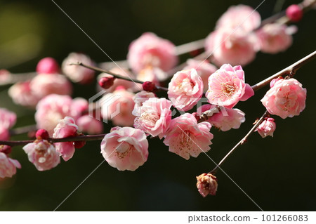 Flower branch with lots of pretty pink Japanese apricot flowers blooming (using a macro lens, close-up image) Flower branch with lots of pretty pink Japanese apricot flowers blooming (using a macro lens, close-up image) 101266083