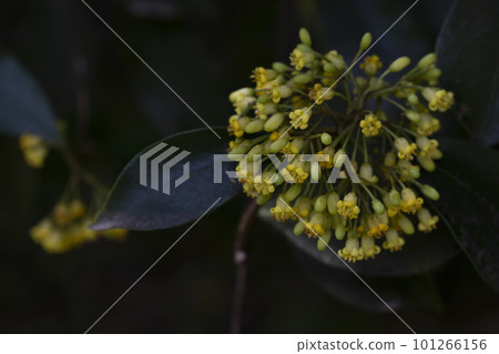 Flowering Pittosporum tobira, family Pittosporaceae, occurs under numerous names including laurel, Japanese pittosporum 101266156