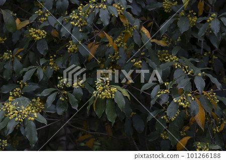 Flowering Pittosporum tobira, family Pittosporaceae, occurs under numerous names including laurel, Japanese pittosporum Flowering Pittosporum tobira, family Pittosporaceae, occurs under numerous names including laurel, Japanese pittosporum 101266188
