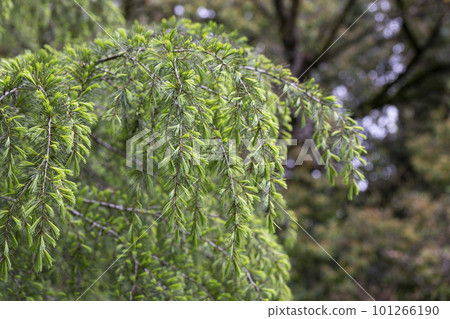 Cedrus deodara, the deodar cedar, Himalayan cedar, or deodar, is a species of cedar native to the Himalayas. 101266190