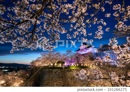 Illuminated cherry blossoms and Tsuyama Castle in Tsuruyama Park, Okayama Prefecture 101266275