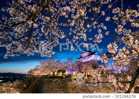 Illuminated cherry blossoms and Tsuyama Castle in Tsuruyama Park, Okayama Prefecture Illuminated cherry blossoms and Tsuyama Castle in Tsuruyama Park, Okayama Prefecture 101266276