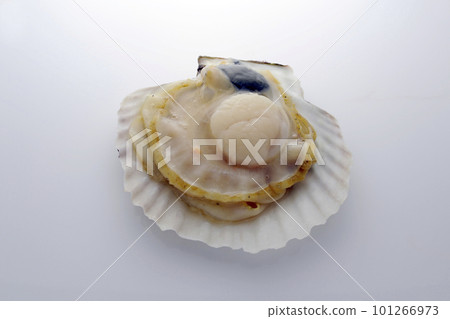 扇貝 扇貝 101266973